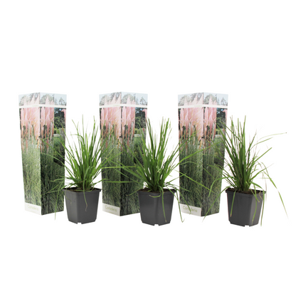 Hierba Da Las Pampas - 3 Pzs - Cortaderia Selloana - Altura 25-40cm - ⌀9cm_0