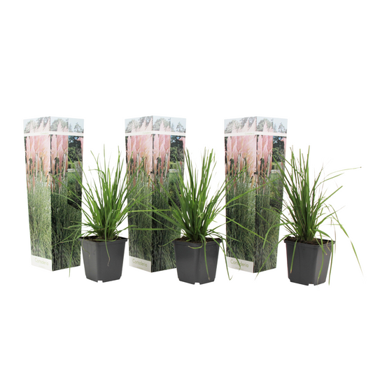 Hierba Da Las Pampas - 3 Pzs - Cortaderia Selloana - Altura 25-40cm - ⌀9cm_0