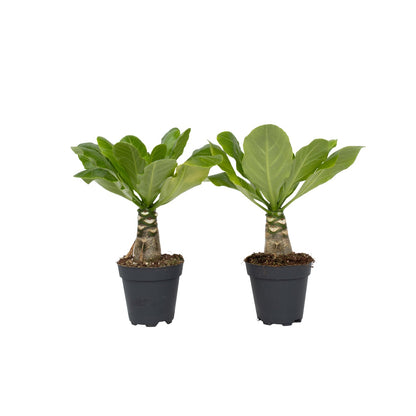 Palmera Hawaiana - 2 Pzs - Brighamia 'insignis' - Altura 25-35cm - ⌀12cm_0
