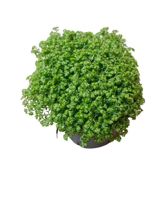 Mini Planta Selaginella Apoda Para Interior Y Terrarios Ø6_0