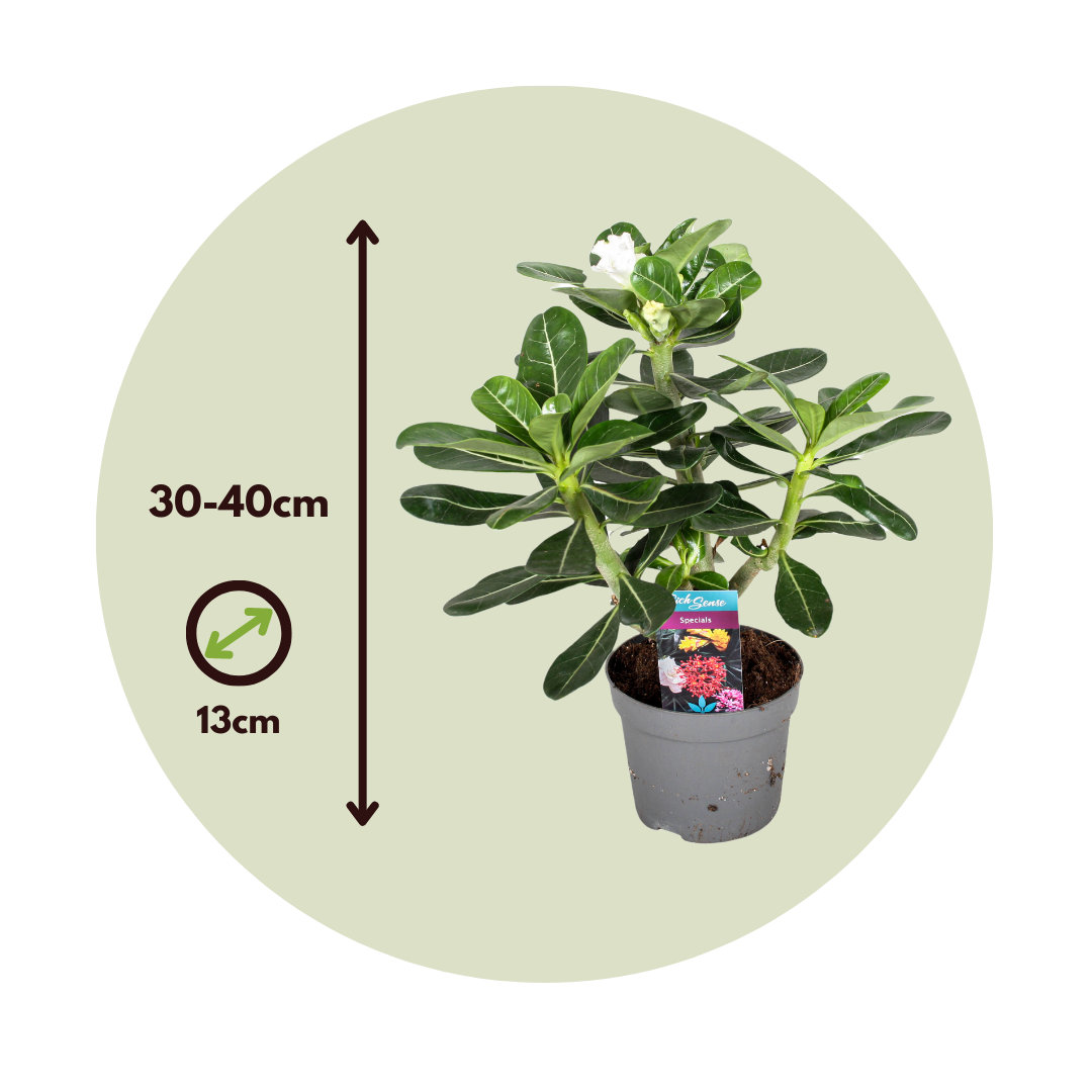 Rosa Del Desierto - 2 Pzs - Adenium Obesum - Altura 30-40cm - ⌀13cm_2