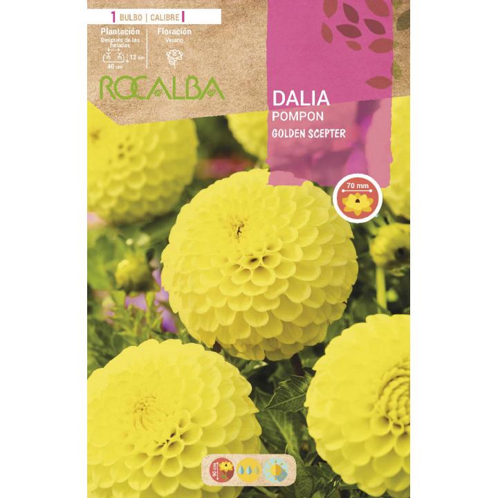 Bulbo de Dália Amarela Pompom 1 unidade Rocalba