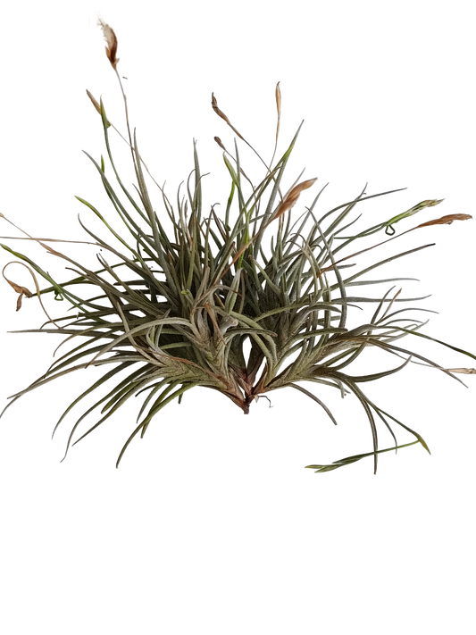 Tillandsia Bandensis Planta Natural Clavel Del Aire 5-7 Cms_0