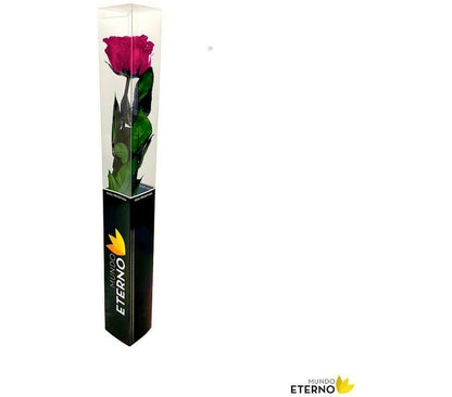 Mundo Eterno Rosa Preservada Fucsia 25cm_1