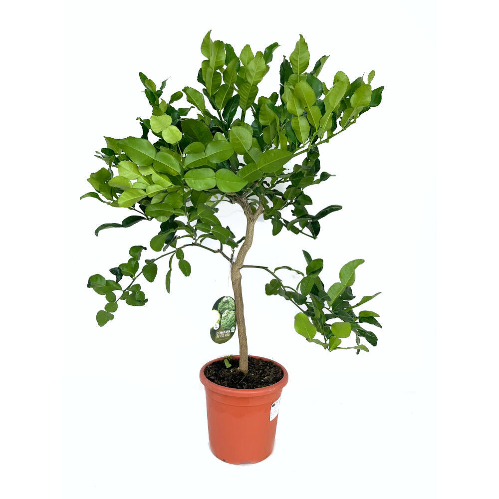 Lima Hystrix M21 100cm (kaffir)_0