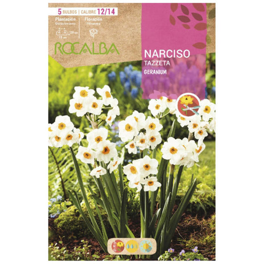 Bulbo de Gerânio Narciso Tazzeta Branco Laranja 5 unidades Rocalba