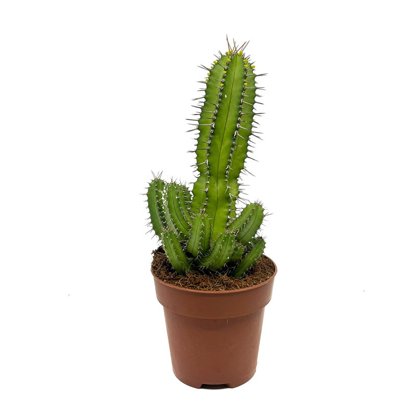 Euphorbia Fruticosa Cactus Y Suculentas M8,5 cm Ø_0