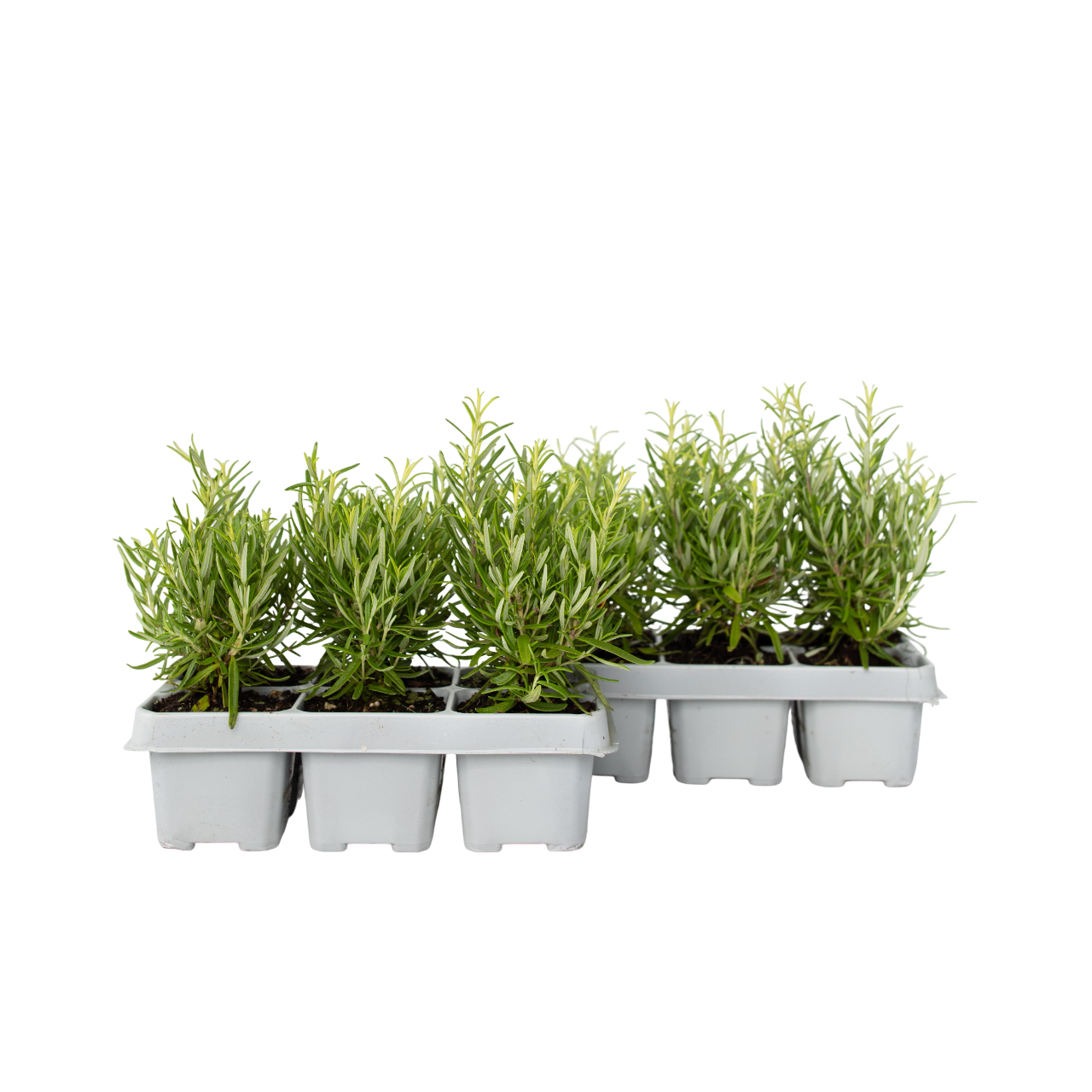 Romero - 12 Pzs - Rosmarinus Officinalis - Altura 10-20cm - ⌀9cm_0