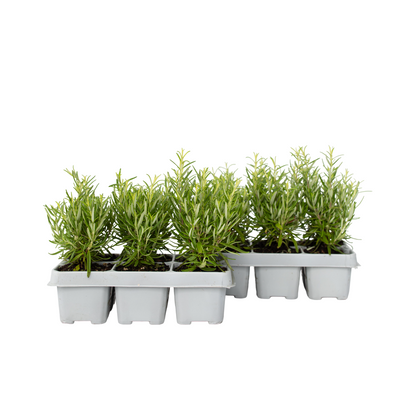Romero - 12 Pzs - Rosmarinus Officinalis - Altura 10-20cm - ⌀9cm_0