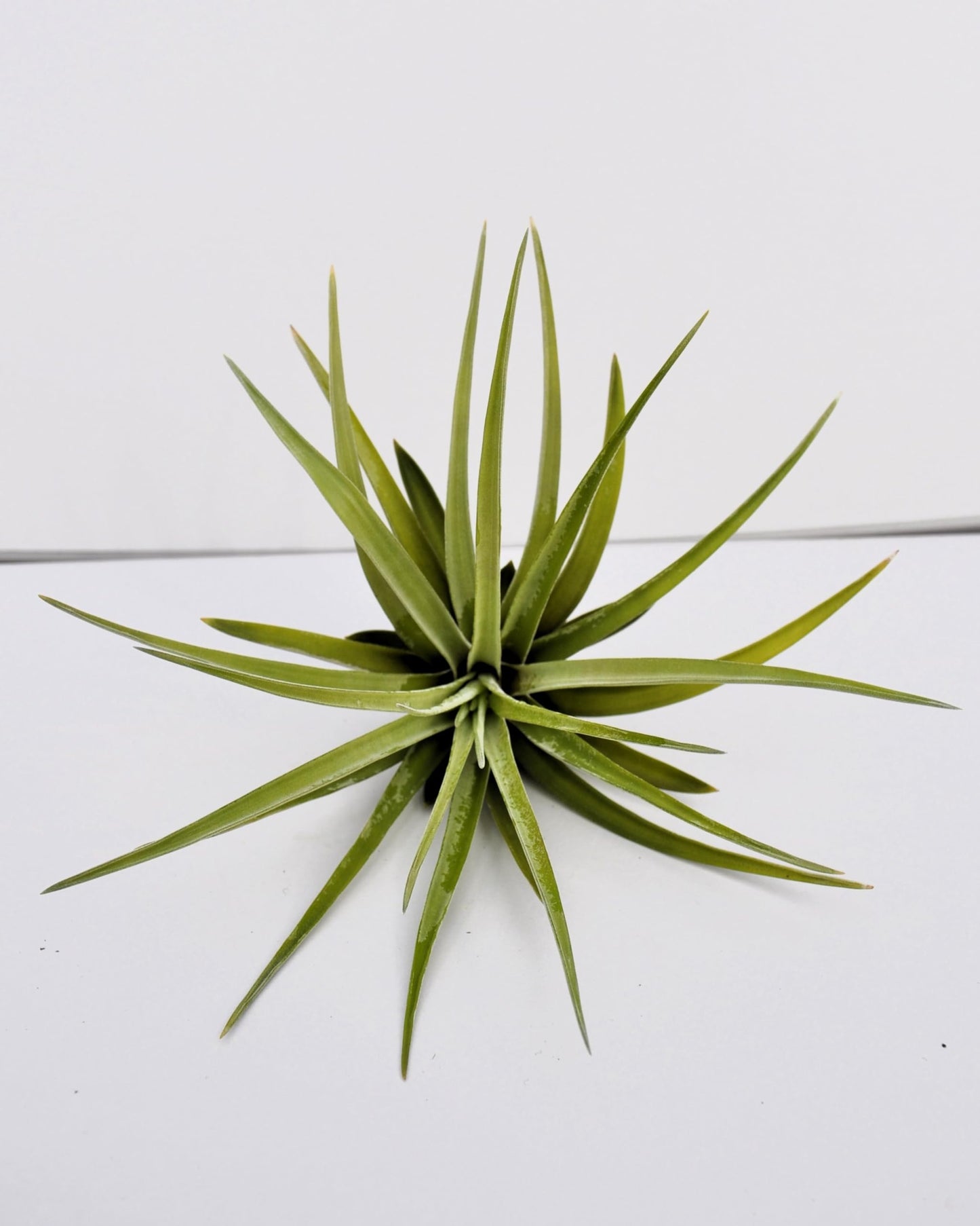 Tillandsia velutina; planta del aire, verde y gris aterciopelado; Curiosarium; altura 15 cm, diámetro 15-20 cm_1