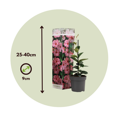Mandevilla - 3 Pzs - Dipladenia Sanderii 'rio Mix' - Altura 25-40cm - ⌀9cm_2