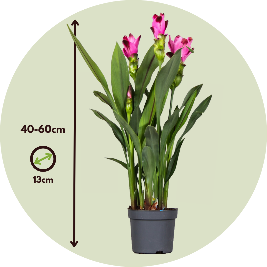 Tulipán De Siam - 2 Pzs - Curcuma 'siam Splash' - Altura 40-60cm - ⌀13cm_2