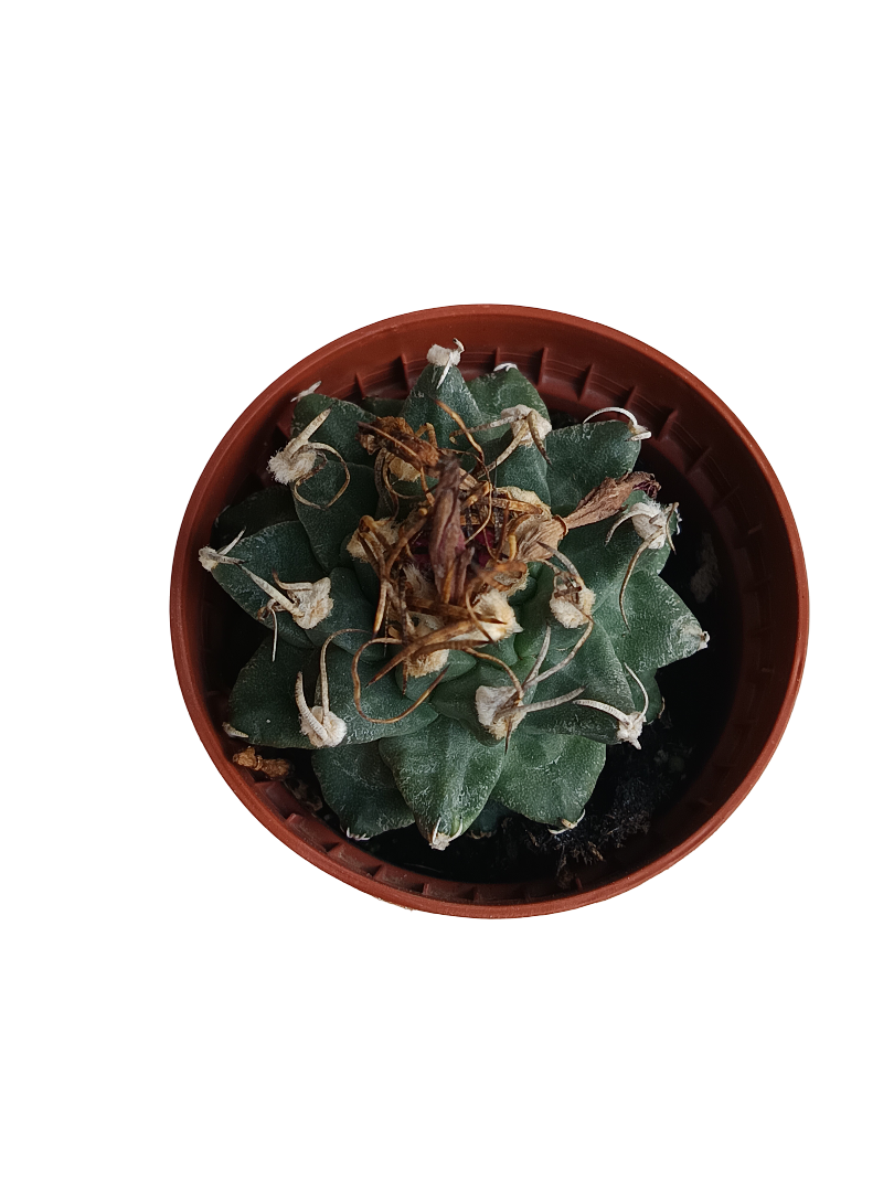 Turbinicarpus Alonsoi Cactus Planta Ø5 Cm_0