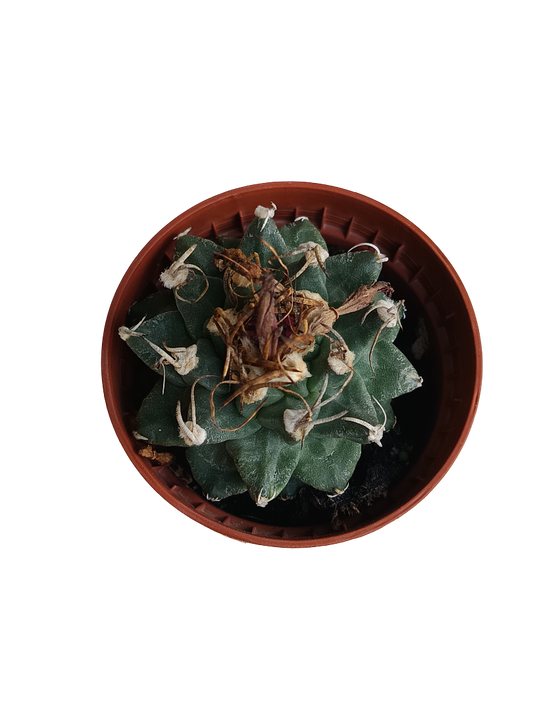 Turbinicarpus Alonsoi Cactus Planta Ø5 Cm_0