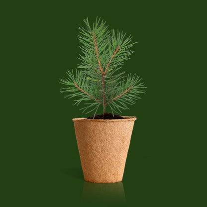 Kit Árbol De Navidad – Cultiva Tu Propio Pino De Navidad En Casa, Regalo Original - Resetea_2