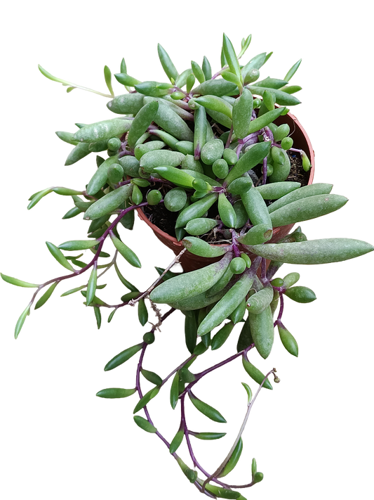 Ottona Capensis Ruby Necklace Planta Suculenta Colgante Ø8_0