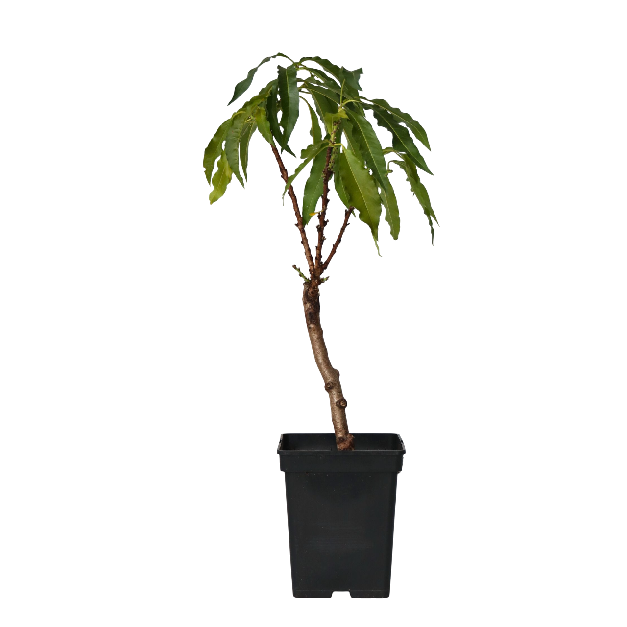 Melocotonero - Prunus 'bonanza' - Altura 60-70cm - ⌀15cm_0