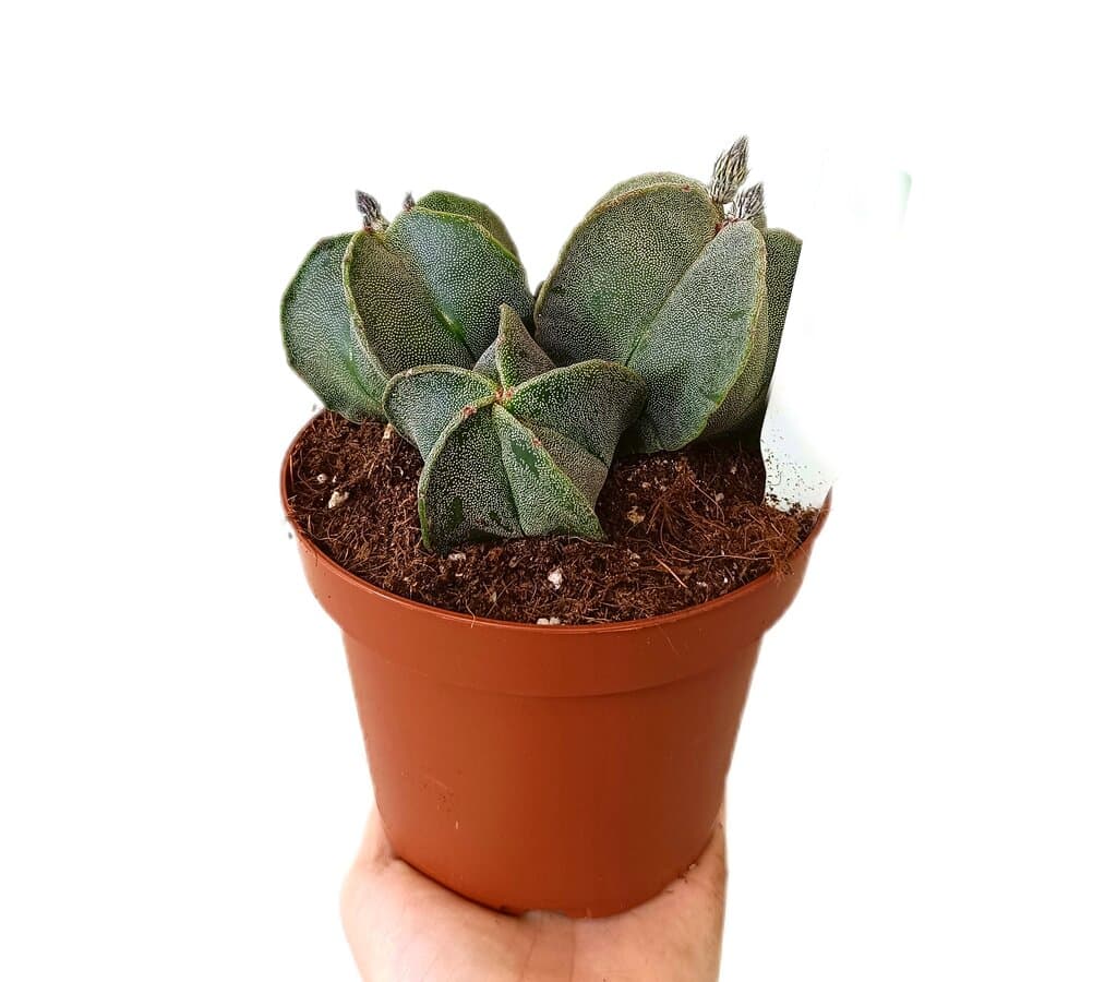 Astrophytum Myriostigma M13_0