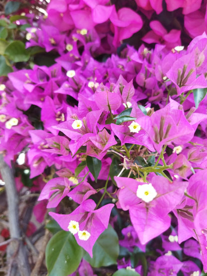 Bougainvillea Glabra (flor Morada)_2