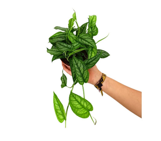 Monstera Siltepecana M12 35cm_0
