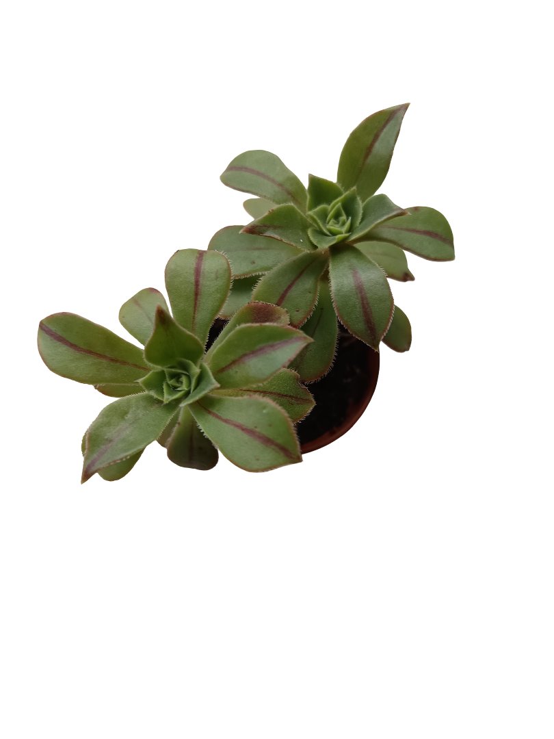 Aeonium Castello Planta Suculenta Ø5_0
