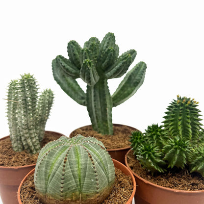Colección 4 Euphorbias Cactus Y Suculentas M8,5 cm Ø_0