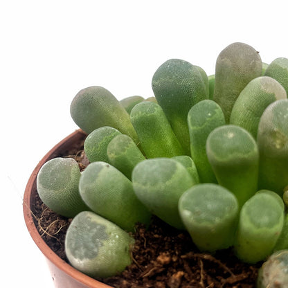 Frithia Pulchra Cactus Y Suculentas M8,5 cm Ø_2