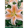 Lilium Oriental Salmon Star Bulb 2 unidades