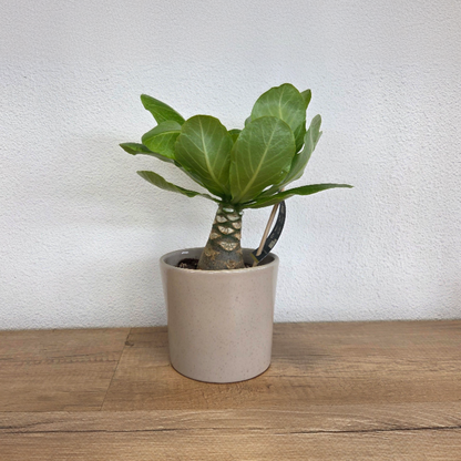 Palmera Hawaiana - 2 Pzs - Brighamia 'insignis' - Altura 25-35cm - ⌀12cm_4