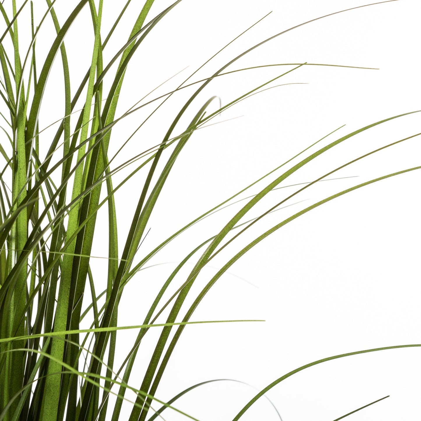 Manojo De Hierba En Maceta De Plástico H50