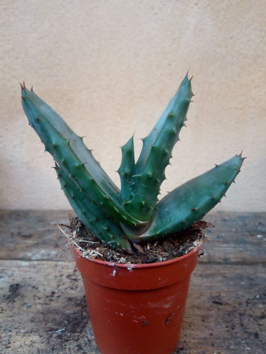 Aloe Sp No Id  Planta Suculenta 3-5 Cms_0
