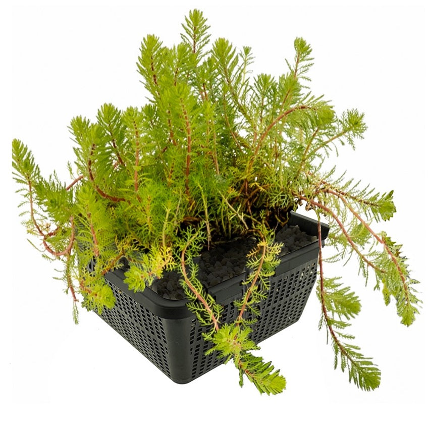 Milhojas Planta Oxigenante Estanque - Agua Clara - Resistente - 9 Uds_0