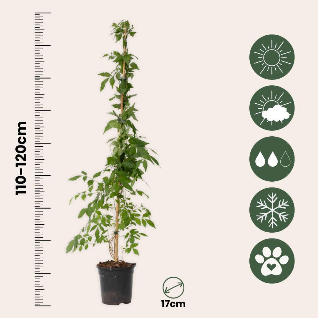 Trompeta Dorada - Campis Radicans 'flava' - Altura 110-120cm - ⌀17cm_2