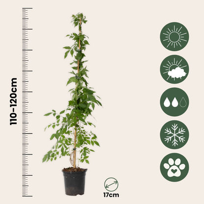 Trompeta Dorada - Campis Radicans 'flava' - Altura 110-120cm - ⌀17cm_2