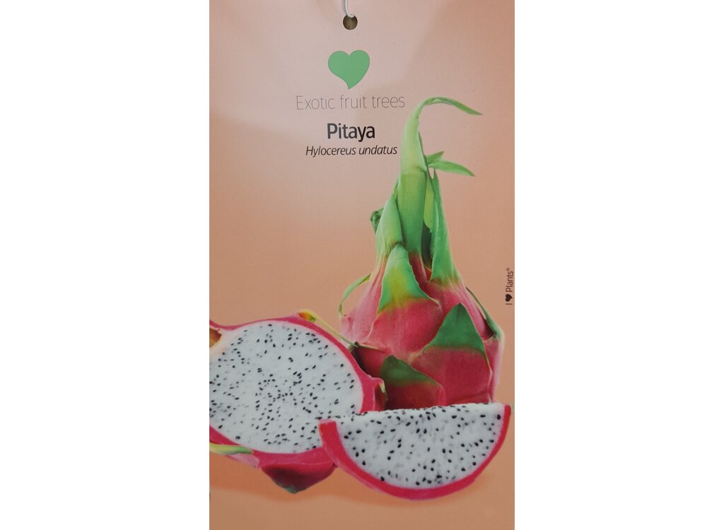 Pitaya Roja M23 60-80cm (fruta De Dragón)_1