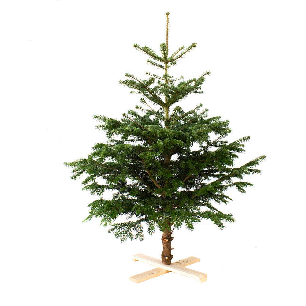 Arbol De Navidad Normanniana Natural 300-350cm Cortado Con Cruz De Madera Y Clavos Incluidos Abeto Navideño_0