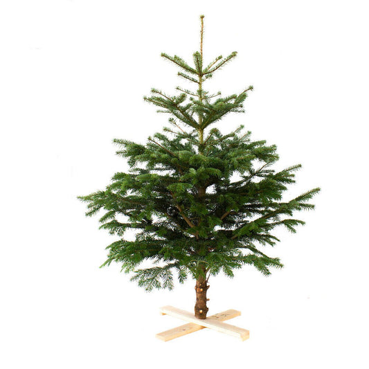 Arbol De Navidad Normanniana Natural 225-250cm Cortado Con Cruz De Madera Y Clavos Incluidos Abeto Navideño_0