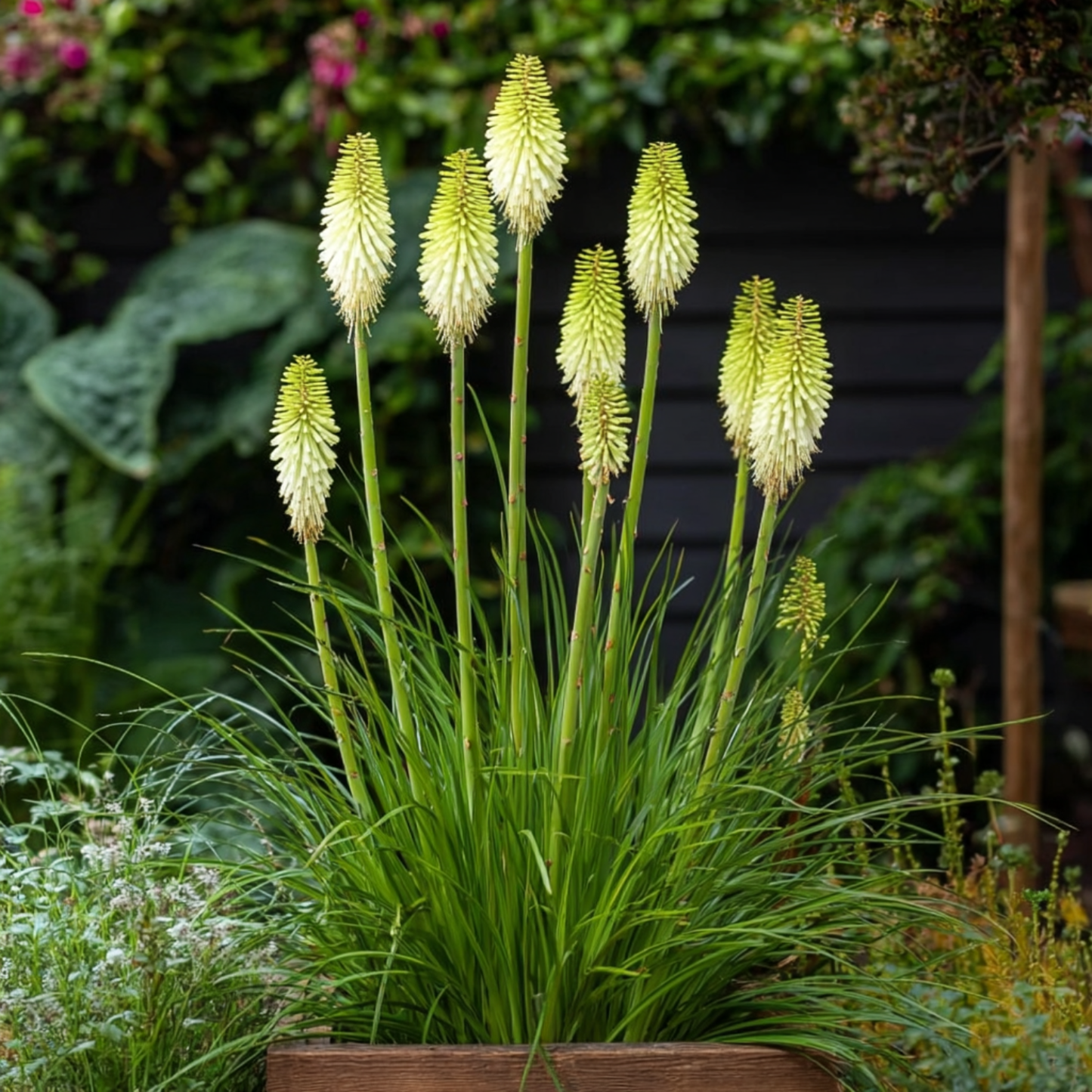 Flecha De Fuego - 3 Pzs - Tritoma Kniphofia 'ice Queen' - Cepellones - Blanco_1