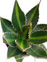 Agave Univitatta Splendida, Planta Suculenta Jovem Para Sol, 8 Cm Diâmetro
