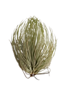 Tillandsia Andreana (planta Aérea)