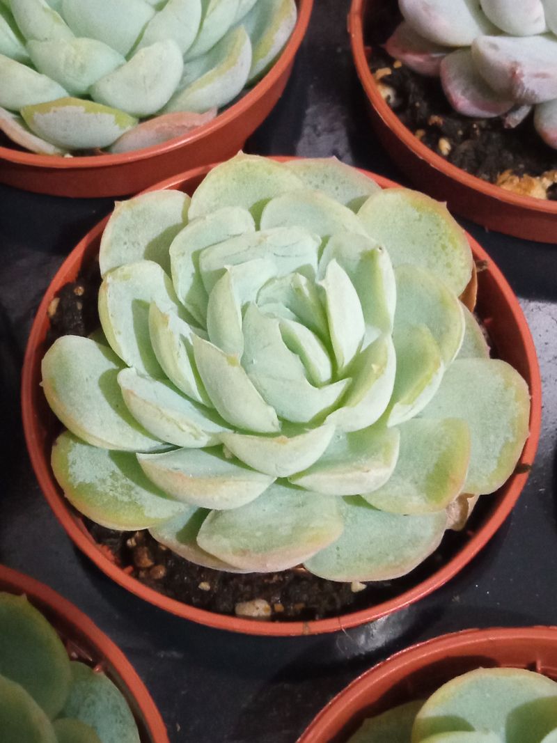 Echeveria Gilva X Laui Planta Suculenta_0