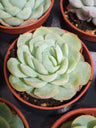 Planta Suculenta Echeveria Gilva X Laui
