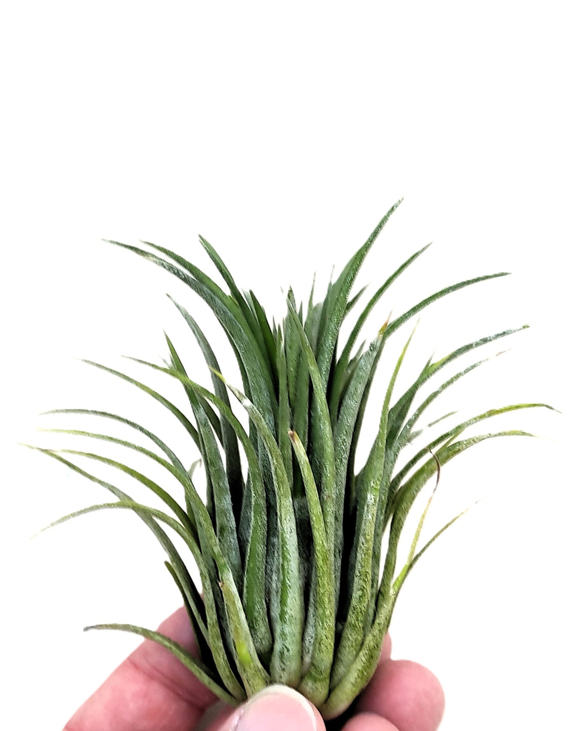 Tillandsia Ionantha Var. Rubra [m]; Planta Del Aire; Curiosarium; Altura 7-10 Cm_3