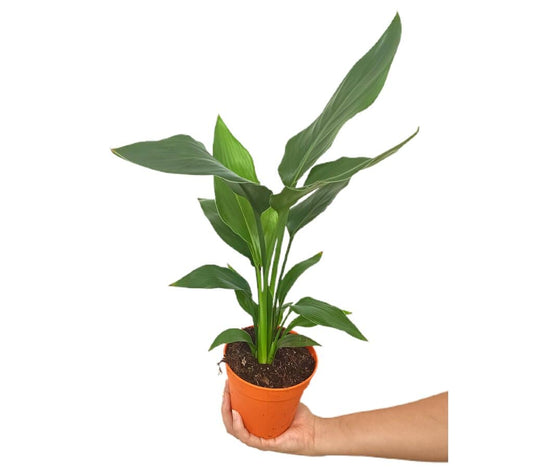 Strelitzia Regina M13 35cm (ave Del Paraíso)_0