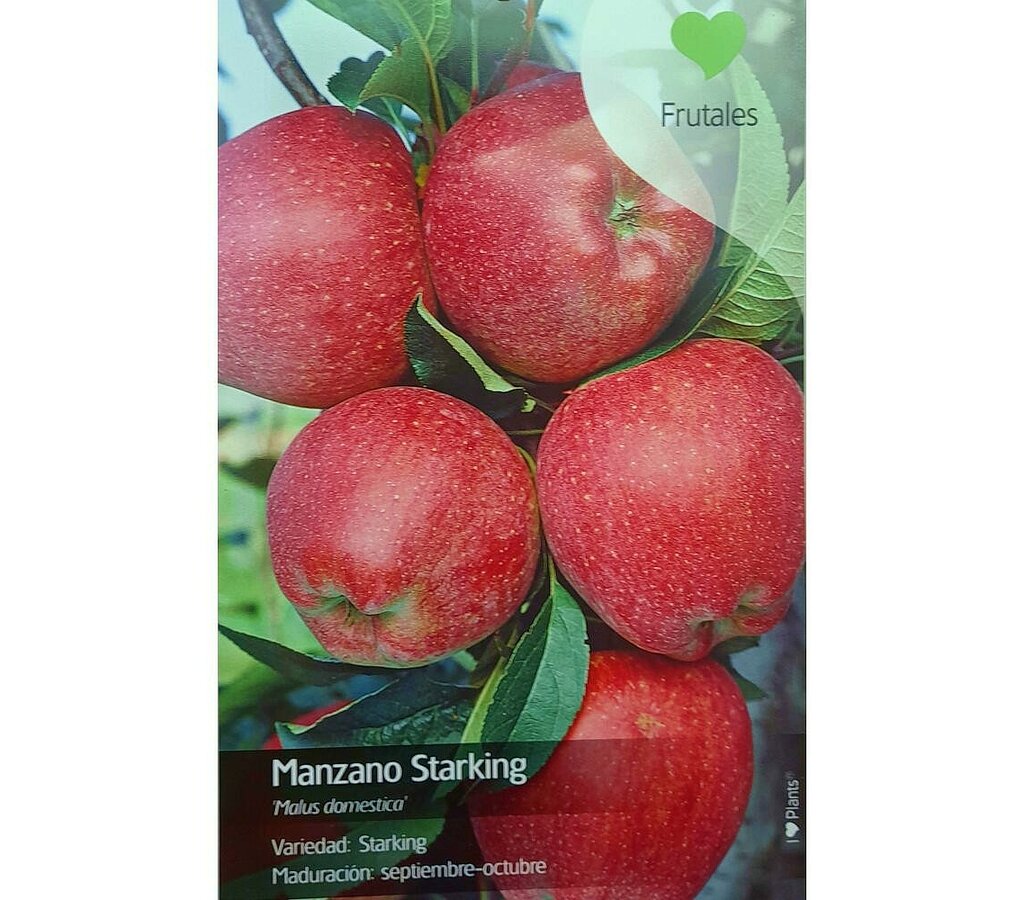 Arbol Frutal De Manzano Starking M22 130cm (manzana Roja)_0