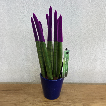 Lengua De Suegra Cilíndrica - Sansevieria Cylindrica - Altura 20-40cm - ⌀9cm_1