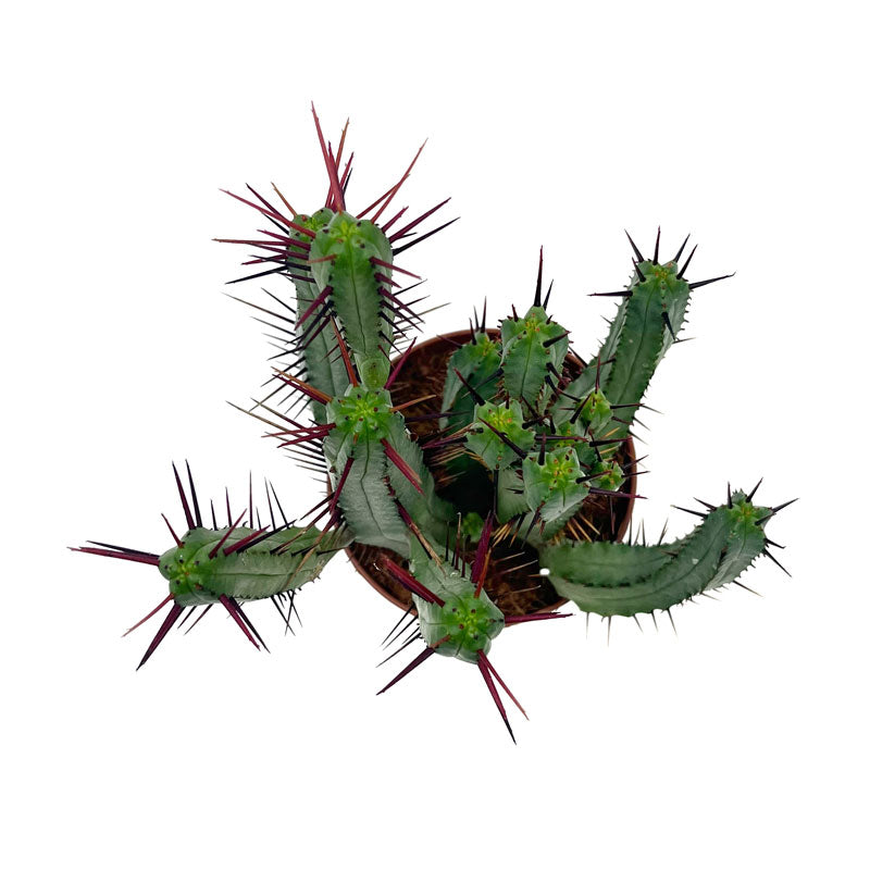 Euphorbia Ferox Cactus Y Suculentas M8,5 cm Ø_1