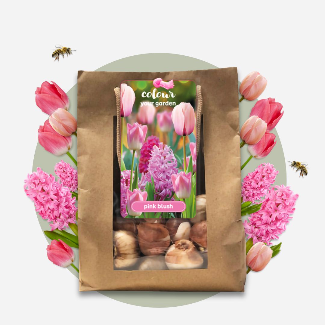 Mezcla De Bulbos De Flor - 25 Pzs - Tulipa Hyacinthus - Bulbos De Flores_4