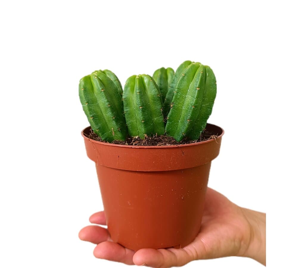Echinocereus Morricallii M13_0
