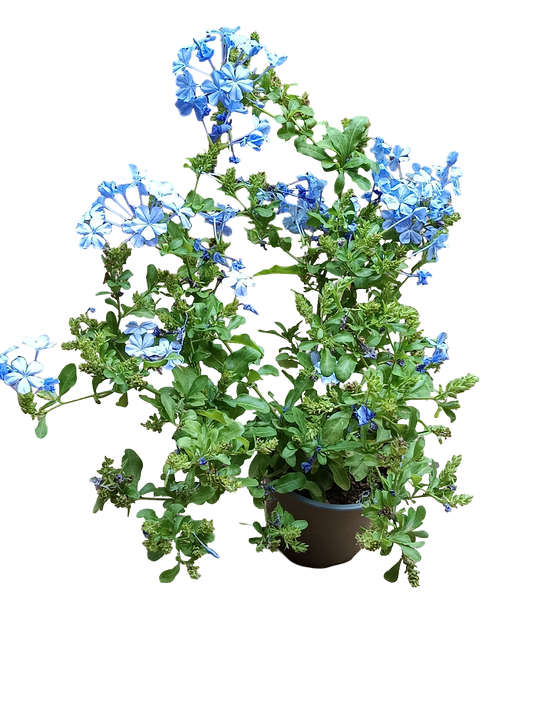 Jazmin Azul Planta De Flor Sol Plumbago Tipo Arbusto_0